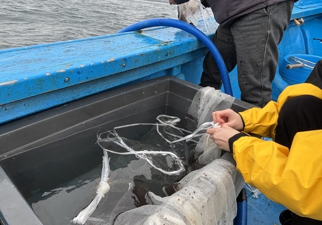 동해안에 뚝지·도루묵 90만 마리 방류…수산자원 회복 나선다