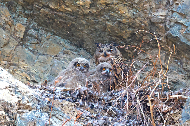 울산 울주군서 수리부엉이 4형제 포착…이례적 번식 성공