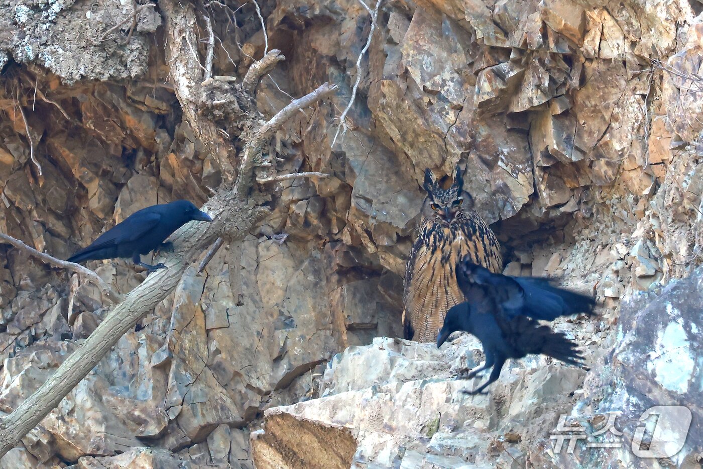본문 이미지 - 울주군에서 포착된 수리부엉이가 까마귀에 공격을 받고 있다. (윤기득 작가 촬영, 울산시 제공. 재판매 및 DB 금지) /뉴스1 