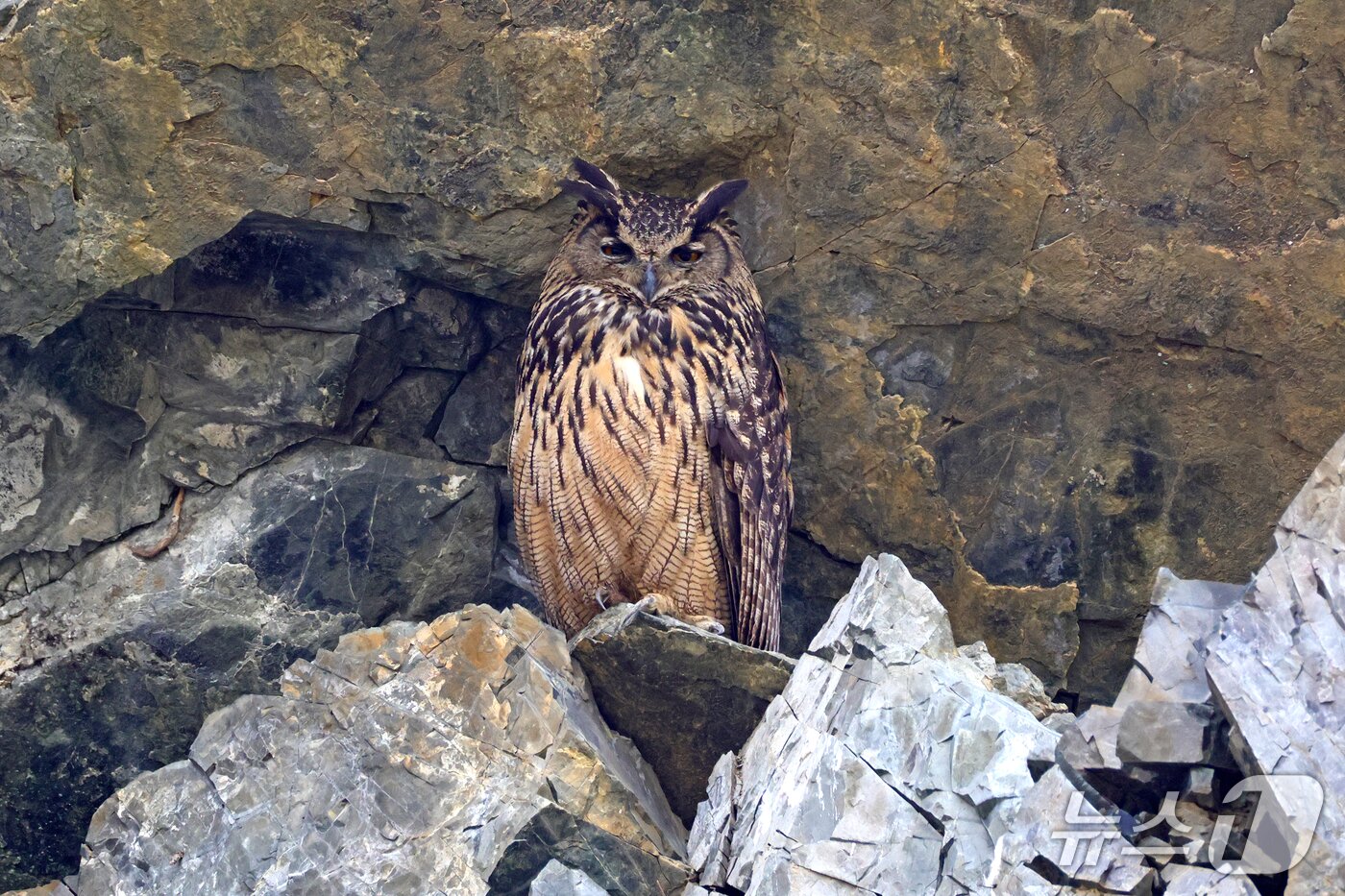 본문 이미지 - 울주군에서 포착된 수리부엉이. (윤기득 작가 촬영, 울산시 제공. 재판매 및 DB 금지) /뉴스1 
