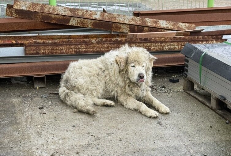본문 이미지 - 전남 광주 한 산업단지 공장 내에서 발견된 장수. 오랜 기간 공장견으로 묶여 살다 유기된 것으로 추정된다(코난 아빠 제공). ⓒ 뉴스1