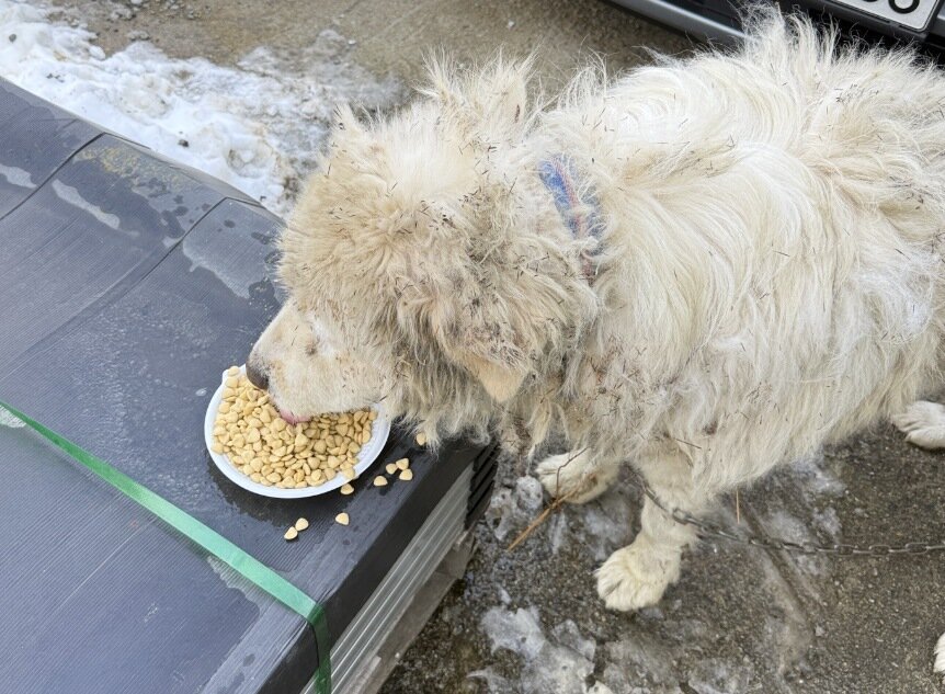 본문 이미지 - 전남 광주 한 산업단지 공장 내에서 발견된 장수. 오랜 기간 공장견으로 묶여 살다 유기된 것으로 추정된다(코난 아빠 제공). ⓒ 뉴스1