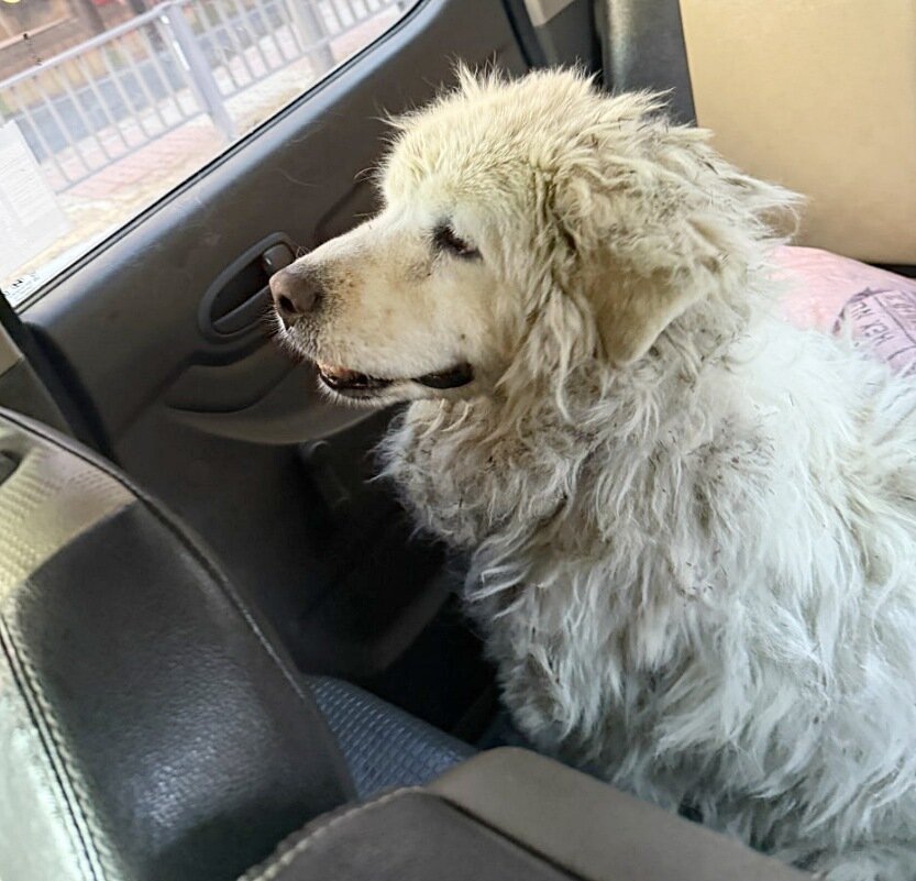 본문 이미지 - 트럭을 타고 동물병원으로 이동하는 장수(코난 아빠 제공) ⓒ 뉴스1