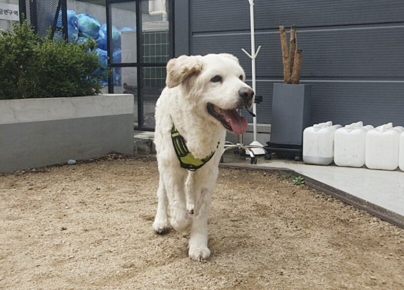 본문 이미지 - 구조된 후 장수가 밝게 웃으며 뛰는 모습(코난 아빠 제공) ⓒ 뉴스1