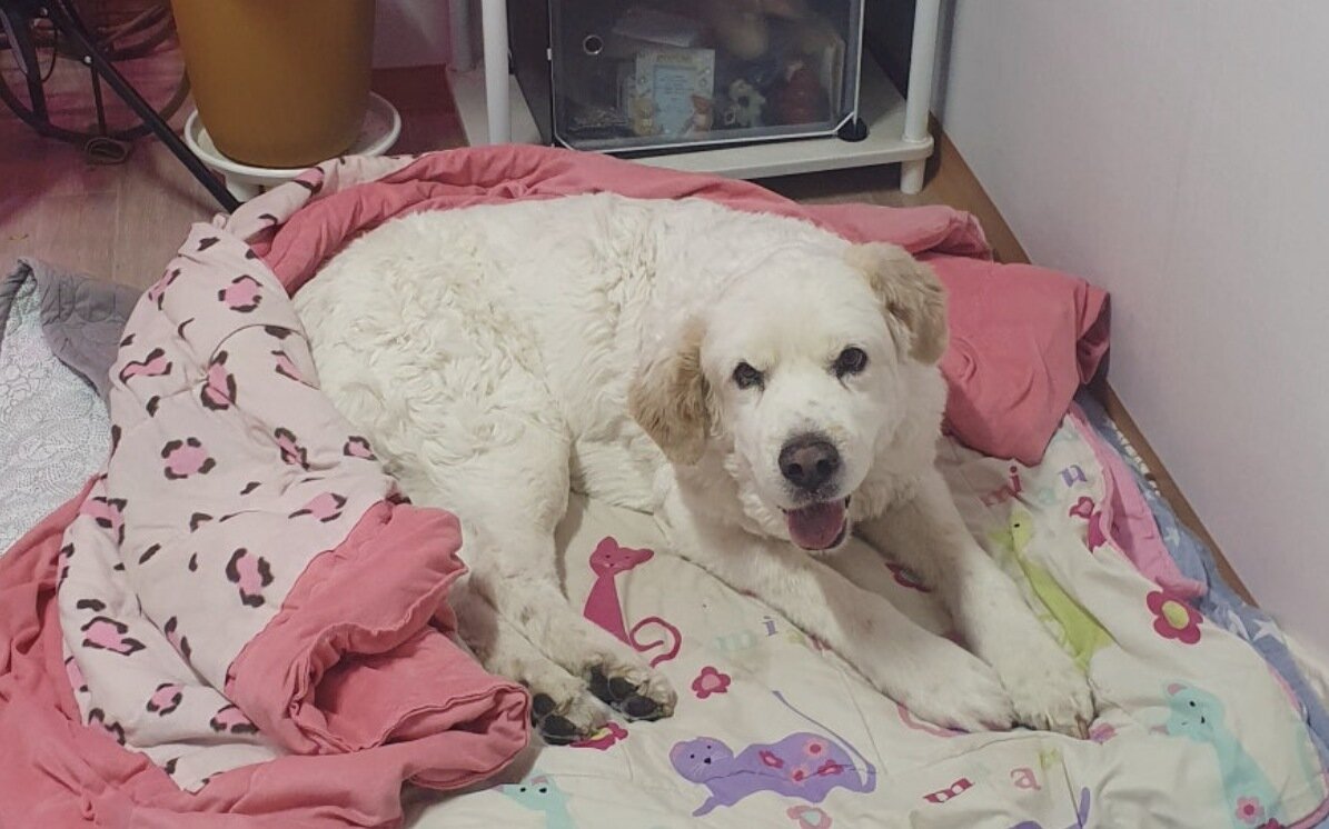 본문 이미지 - 김지원 씨 집에서 돌봄을 받게 된 장수(코난 아빠 제공) ⓒ 뉴스1