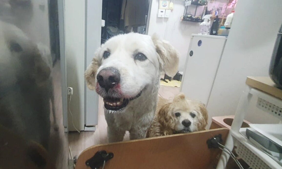 본문 이미지 - 심장사상충 치료 중 부작용으로 코피를 쏟으면서도 표정이 밝은 장수(코난 아빠 제공) ⓒ 뉴스1