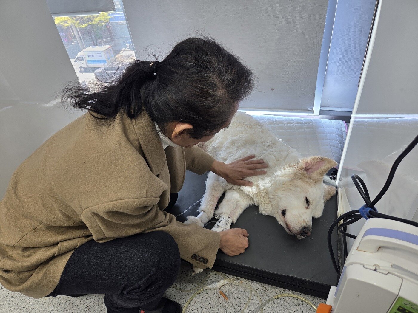 본문 이미지 - 임시 보호자 김지원 씨가 로얄동물메디컬센터에 입원한 장수를 면회하고 있다. ⓒ 뉴스1 한송아 기자