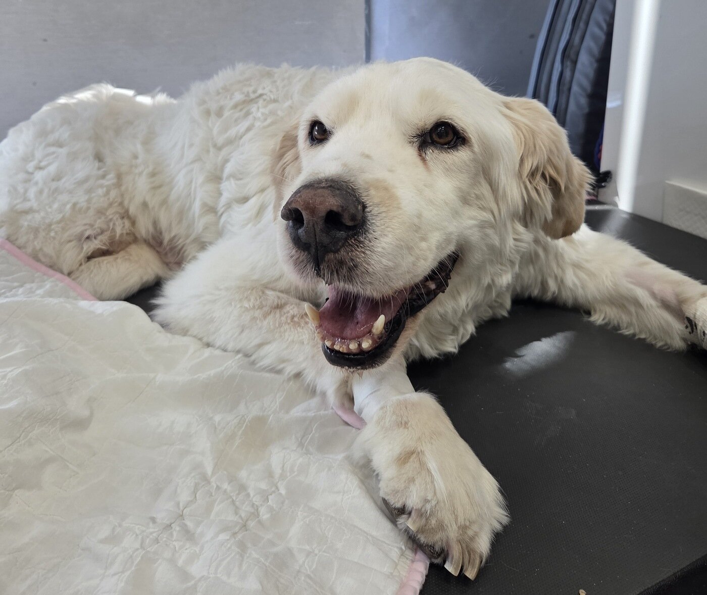 본문 이미지 - 입원 중 임시 보호자 김지원 씨를 보고 기분이 좋아진 장수 ⓒ 뉴스1 한송아 기자