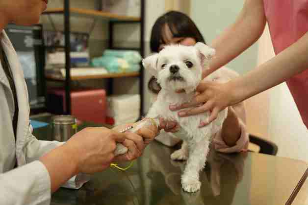 성동구, 1만원에 광견병 예방접종 지원…3개월 이상 개·고양이 대상