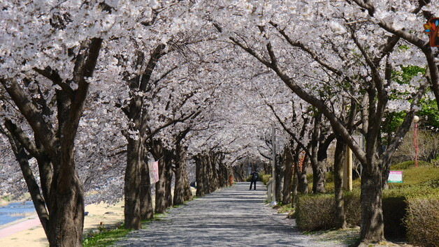 [풍경] "벚꽃엔딩은 영동서"…용머리공원 등 만개