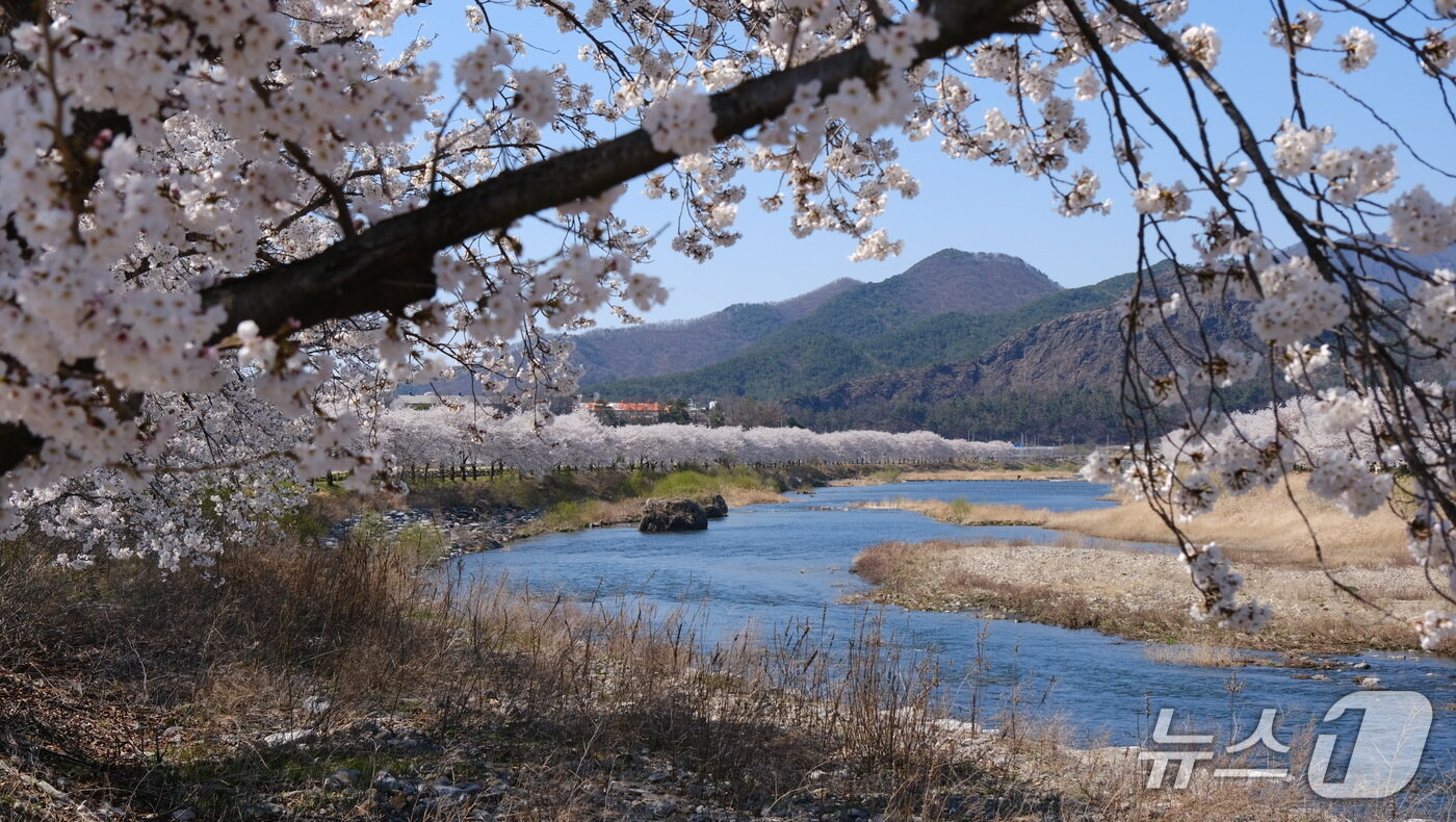 본문 이미지 - 영동군 황간면 초강천변 벚꽃길 (영동군 제공. 재판매 및 DB금지)  