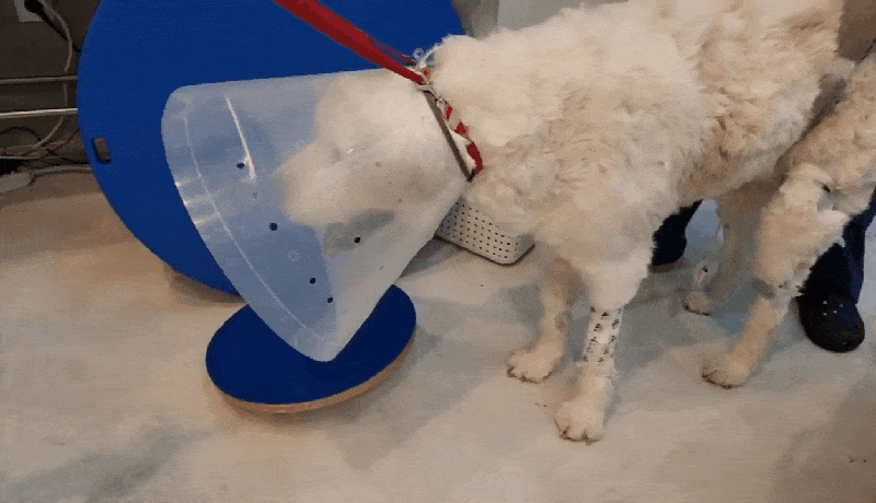 본문 이미지 - 1차로 주저앉았을 때 로얄동물메디컬센터에서 재활 치료를 받으면서 걷기 시작한 장수(코난 아빠 제공) ⓒ 뉴스1