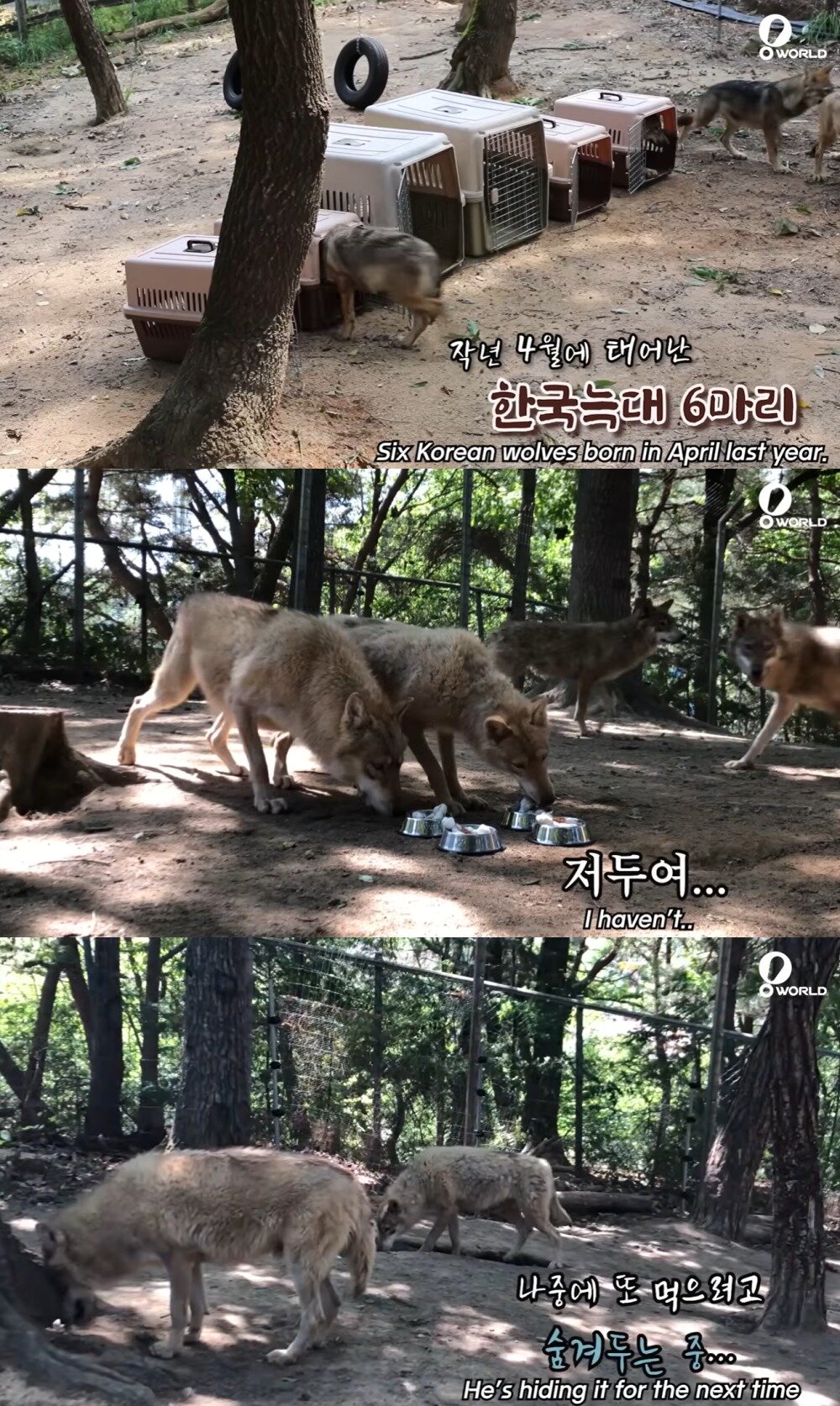 본문 이미지 - 동물원에서 생일파티를 즐기고 있는 늑대들(오월드 유튜브 갈무리) ⓒ 뉴스1