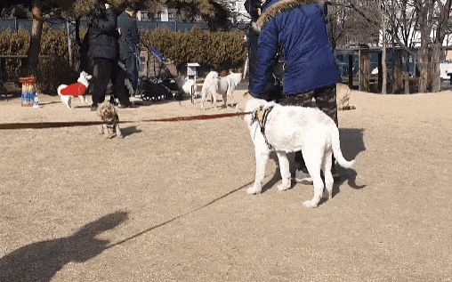 본문 이미지 - 반려견 운동장에서 체구가 5배 이상 차이 나는 다른 강아지에게 꼼짝 못하는 장수(코난 아빠 제공) ⓒ 뉴스1