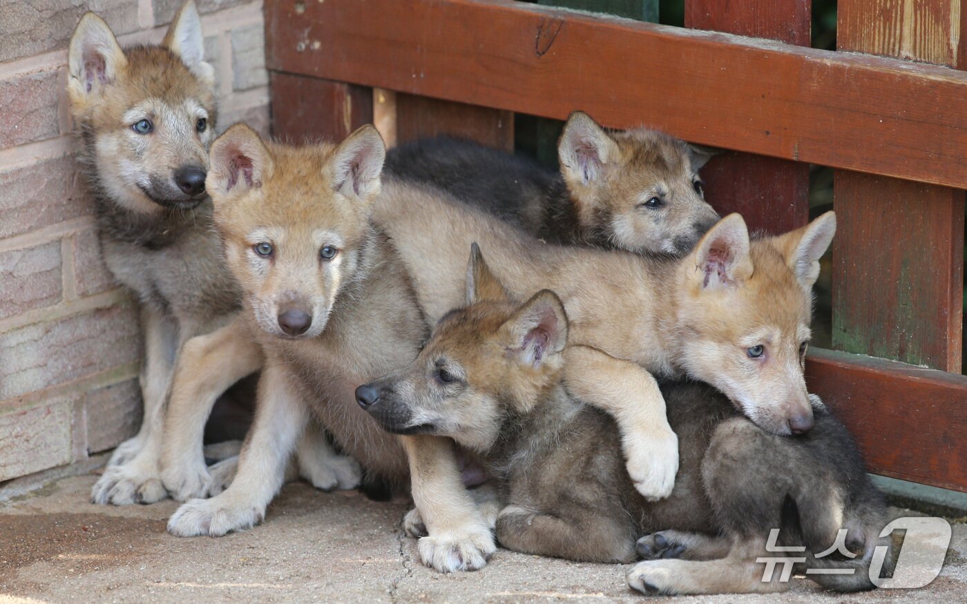 본문 이미지 - 지난 2008년 러시아에서 들여온 늑대의 3세들. 수컷 2마리, 암컷 4마리다. 생후 1년이 돼 생일파티를 했다. 2020.6.3 ⓒ 뉴스1 김기태 기자