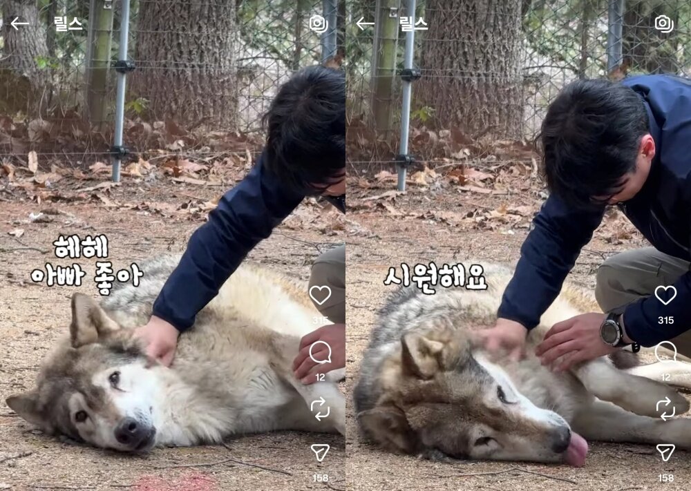 본문 이미지 - 사육사와 교감하는 늑대(오월드 인스타그램 갈무리) ⓒ 뉴스1