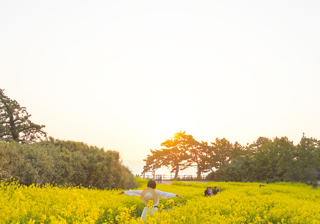 "힐링하러 오세요"…부안 수성당에 '봄의 전령' 유채꽃 만개