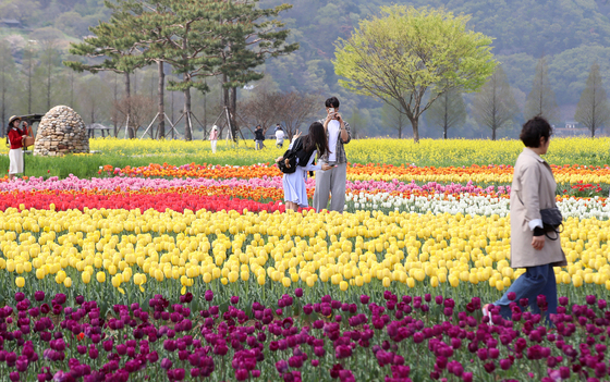 낙동강유채축제 추억