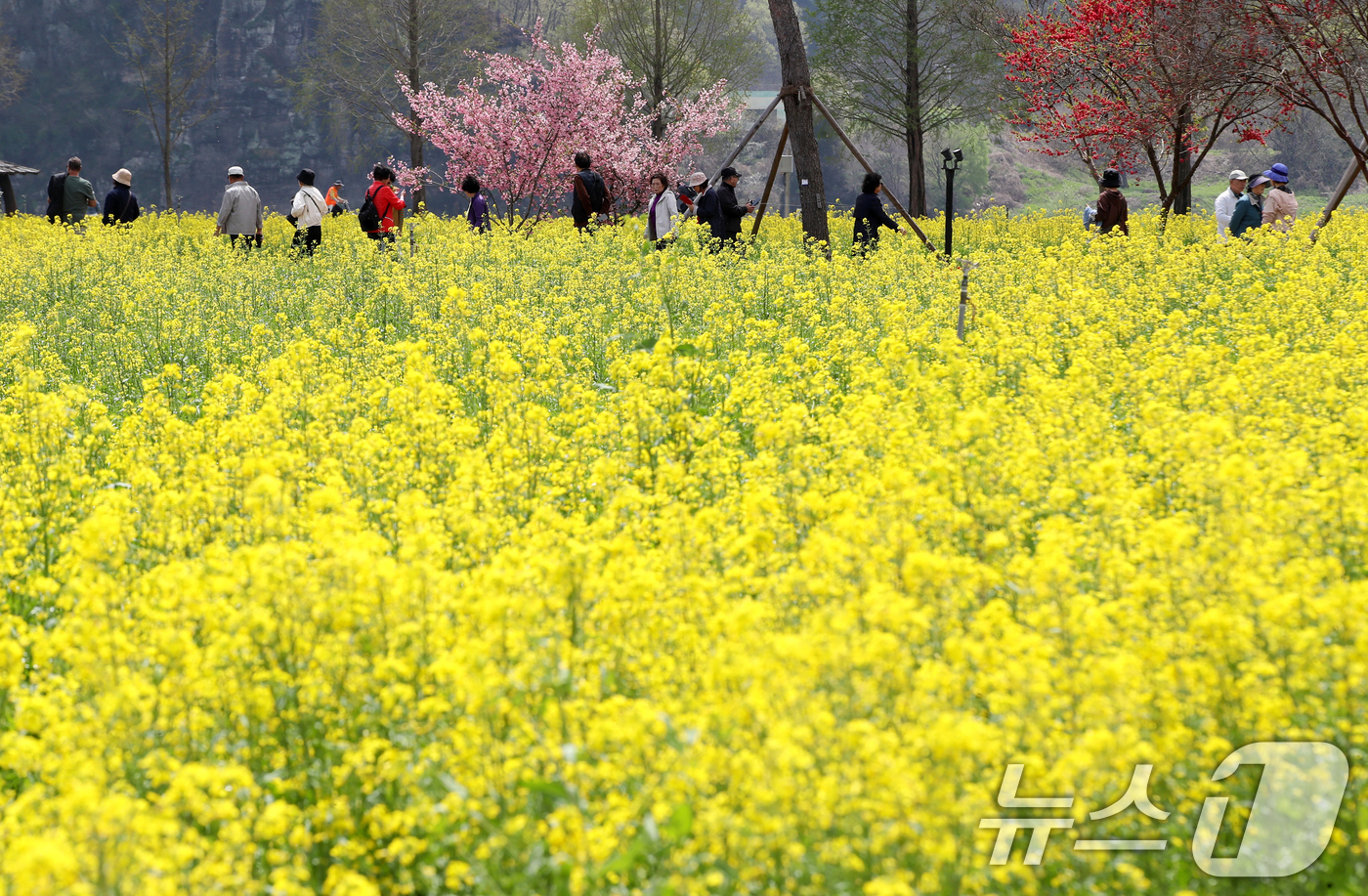 (창녕=뉴스1) 윤일지 기자 = 포근한 봄 날씨를 보인 10일 경남 창녕군 남지읍 창녕낙동강유채단지에서 열린 '제21회 창녕 낙동강유채축제'를 찾은 상춘객이 봄기운을 봄기운을 만끽 …