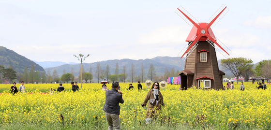 창녕 낙동강유채축제, 나흘간 44만명 찾았다…봄꽃 관광객 '북적'