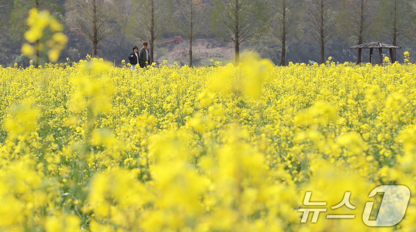 (창녕=뉴스1) 윤일지 기자 = 포근한 봄 날씨를 보인 10일 경남 창녕군 남지읍 창녕낙동강유채단지에서 열린 '제21회 창녕 낙동강유채축제'를 찾은 상춘객이 봄기운을 봄기운을 만끽 …