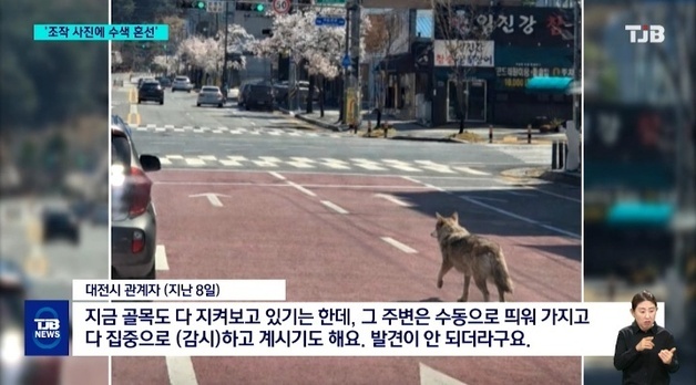 "대전 오월드 탈출 '늑구' 횡단보도 배회 장면, AI 조작"…사진 곳곳 오류