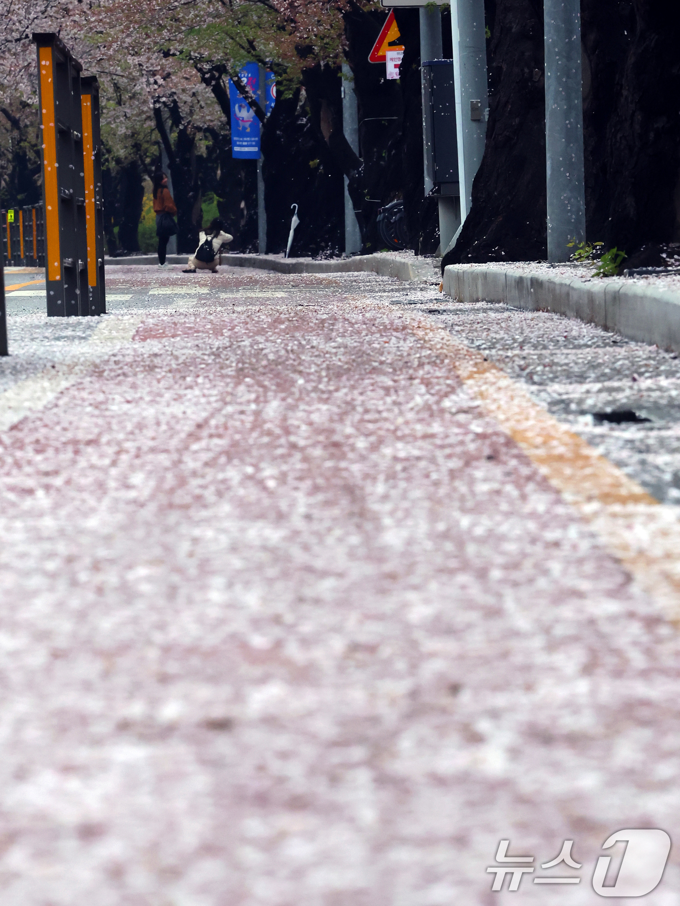 (서울=뉴스1) 황기선 기자 = 봄비가 그친 10일 오후 서울 영등포구 여의도 윤중로에 벚꽃이 떨어져 있다.  2026.4.10/뉴스1
