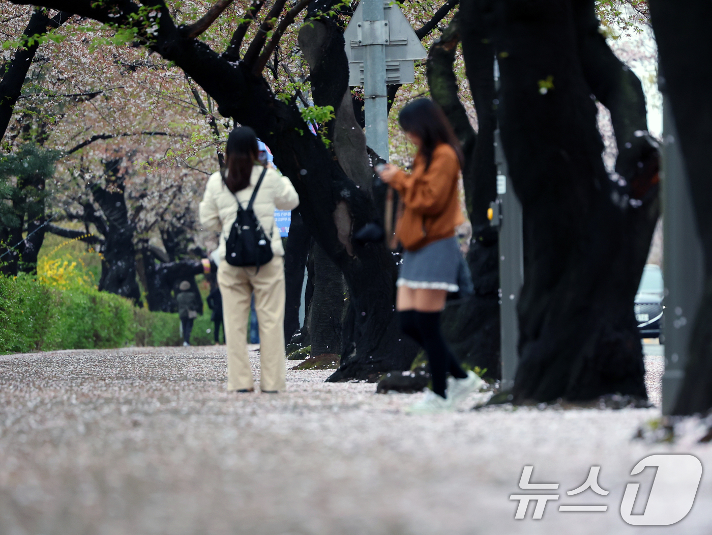 (서울=뉴스1) 황기선 기자 = 봄비가 그친 10일 오후 서울 영등포구 여의도 윤중로에 벚꽃이 떨어져 있다.  2026.4.10/뉴스1