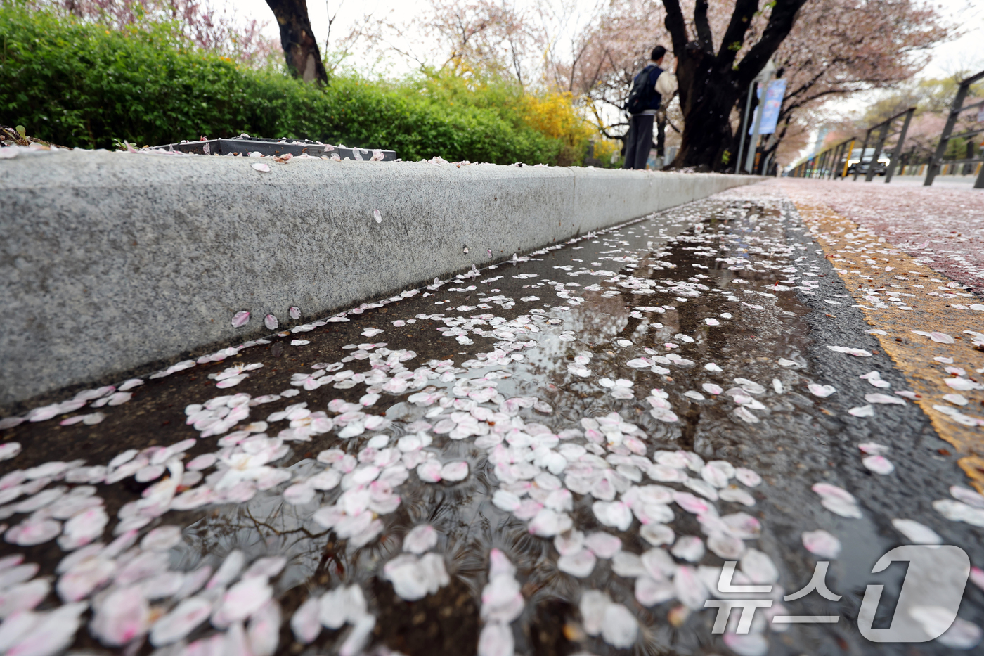 (서울=뉴스1) 황기선 기자 = 봄비가 그친 10일 오후 서울 영등포구 여의도 윤중로에 벚꽃이 떨어져 있다.  2026.4.10/뉴스1