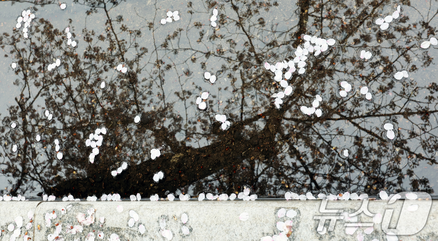 (서울=뉴스1) 황기선 기자 = 봄비가 그친 10일 오후 서울 영등포구 여의도 윤중로에 벚꽃이 떨어져 있다.  2026.4.10/뉴스1