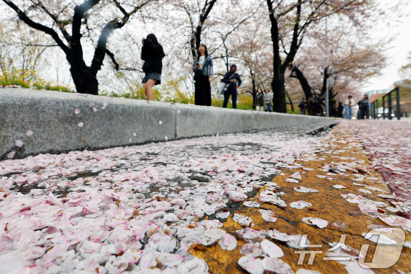 (서울=뉴스1) 황기선 기자 = 봄비가 그친 10일 오후 서울 영등포구 여의도 윤중로에 벚꽃이 떨어져 있다.  2026.4.10/뉴스1