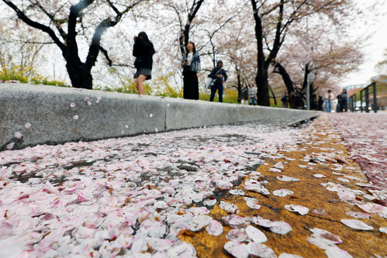 봄비가 만든 '벚꽃엔딩'