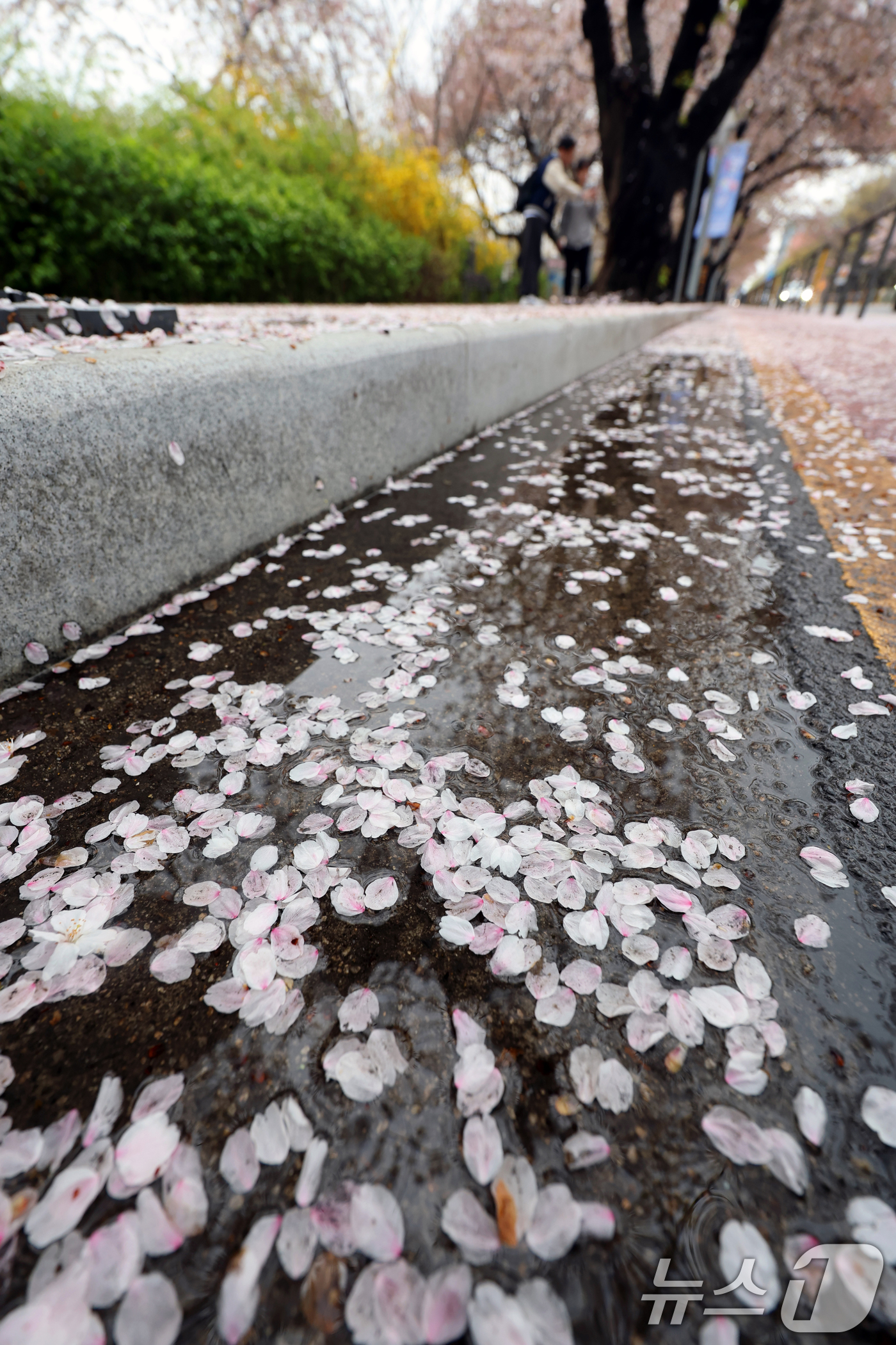 (서울=뉴스1) 황기선 기자 = 봄비가 그친 10일 오후 서울 영등포구 여의도 윤중로에 벚꽃이 떨어져 있다.  2026.4.10/뉴스1