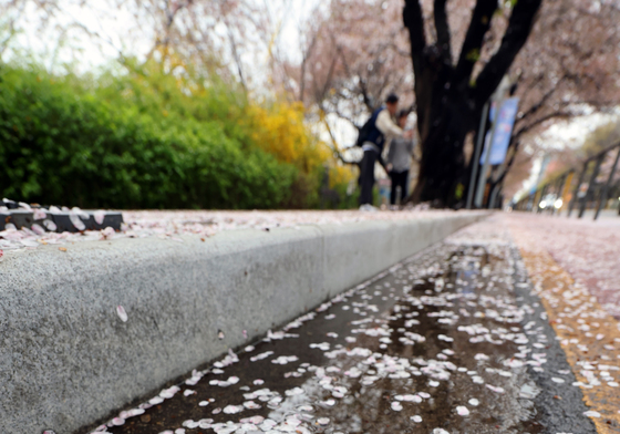 봄비에 떨어진 벚꽃