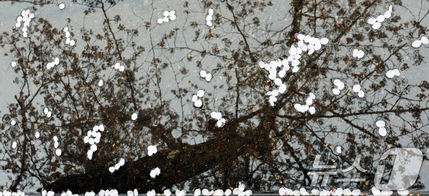 (서울=뉴스1) 황기선 기자 = 봄비가 그친 10일 오후 서울 영등포구 여의도 윤중로에 벚꽃이 떨어져 있다. 물 위에 벚나무가 반사돼 보인다. 2026.4.10/뉴스1