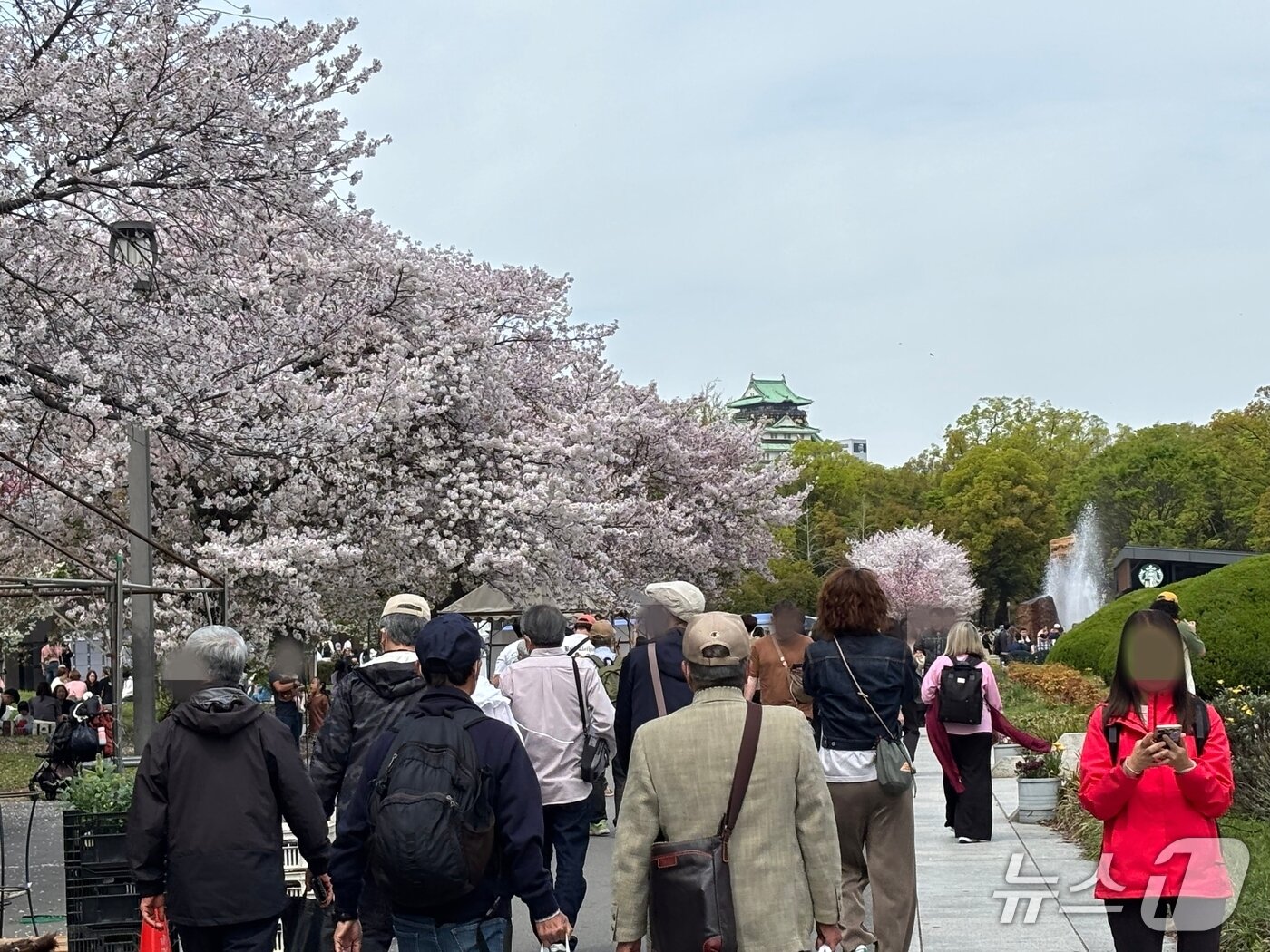본문 이미지 - 일본 오사카성 인근 공원. 6일 오사카 하선 당시 벚꽃이 만발해 있었다. ⓒ 뉴스1 홍윤 기자