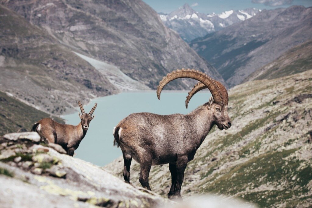본문 이미지 - 자동차 진입이 금지된 사스페(스위스관광청 제공)