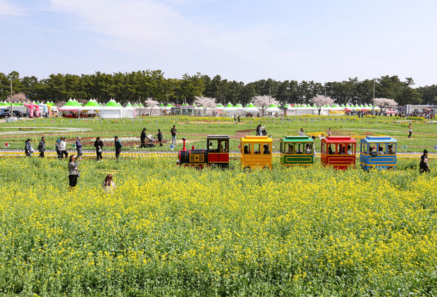 "떨어지는 벚꽃 아쉽다면"…유채꽃 가득 핀 삼척의 '두번째 봄'