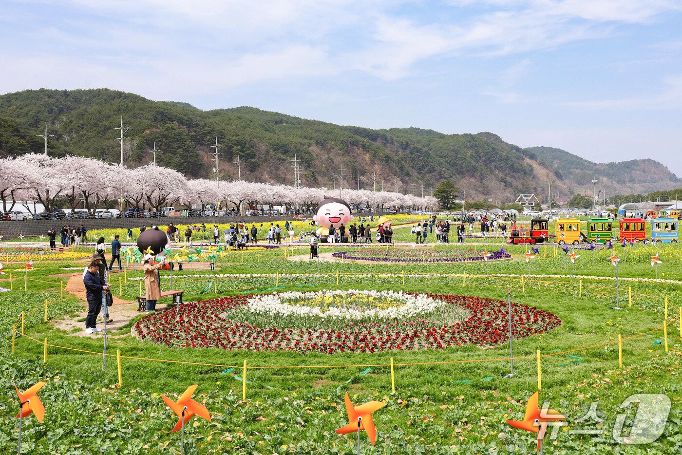 본문 이미지 - 삼척 맹방 유채꽃 축제장.(삼척시 제공, 재판매 및 DB 금지)