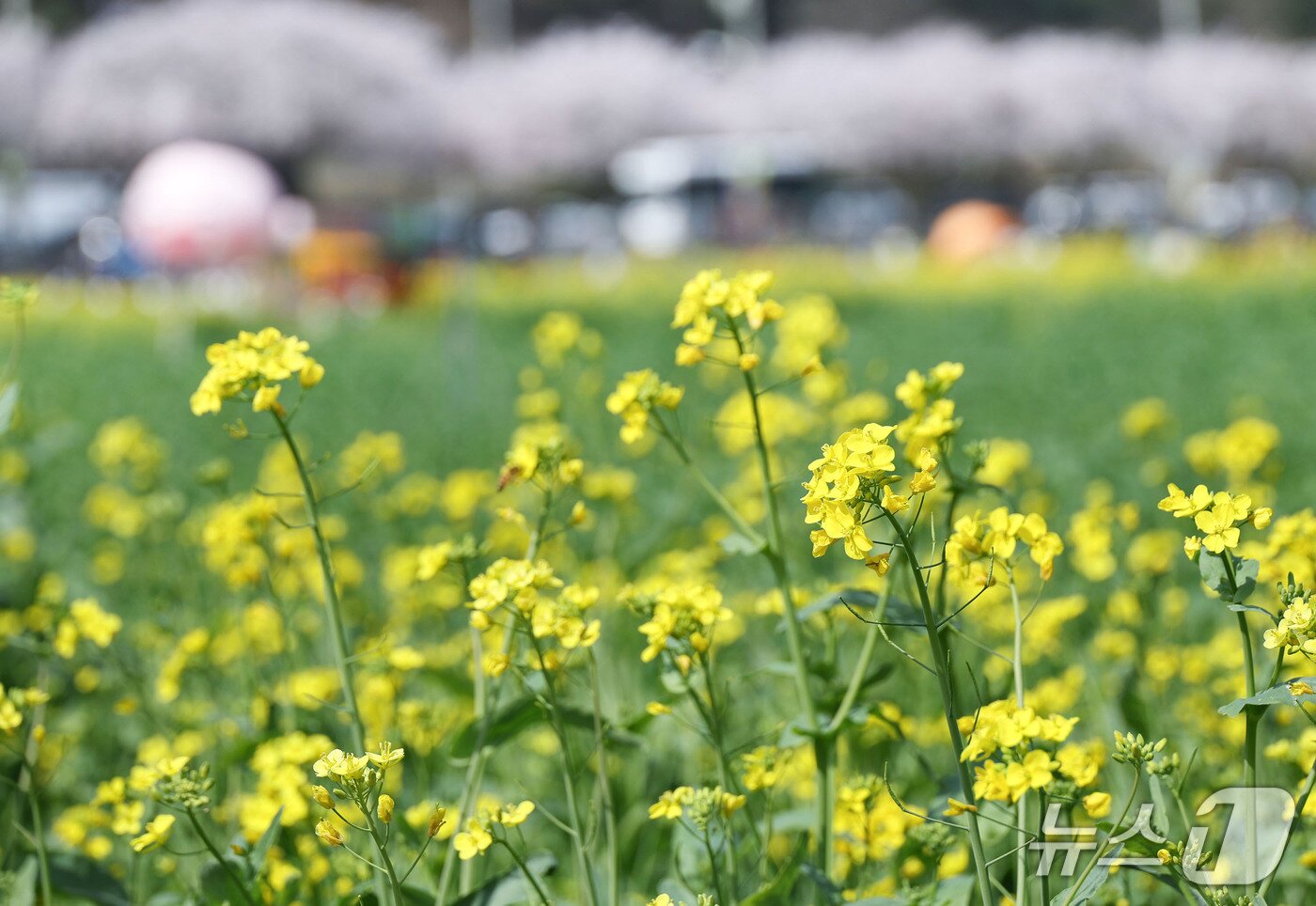본문 이미지 - 삼척 맹방 유채꽃 축제장.(삼척시 제공, 재판매 및 DB 금지)
