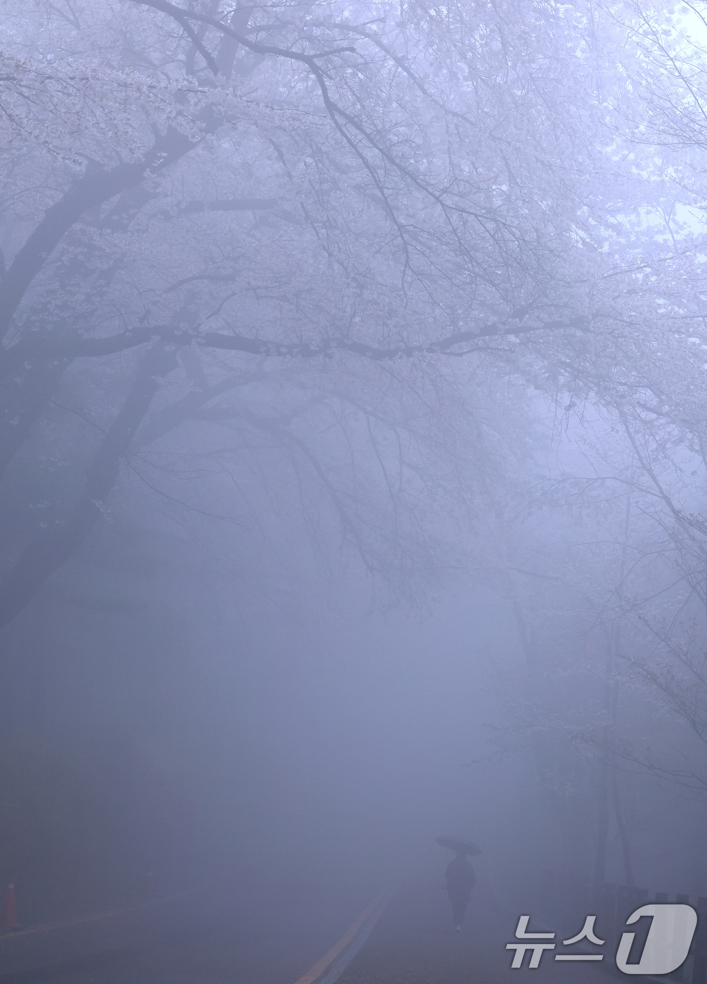 (서울=뉴스1) 구윤성 기자 = 10일 오후 서울 남산에서 시민이 안개 낀 산책로를 걷고 있다.  2026.4.10/뉴스1