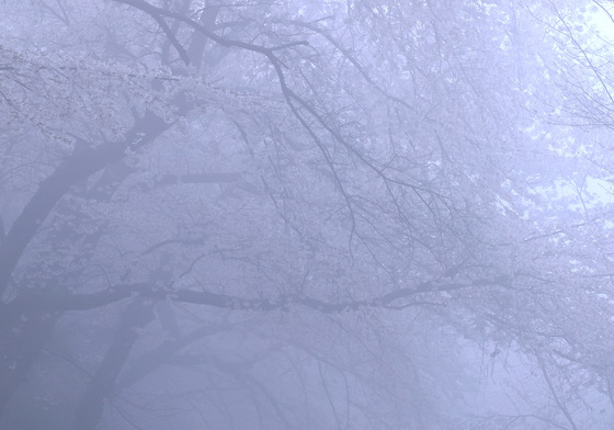 봄 안개 스쳐가는 남산 벚꽃길