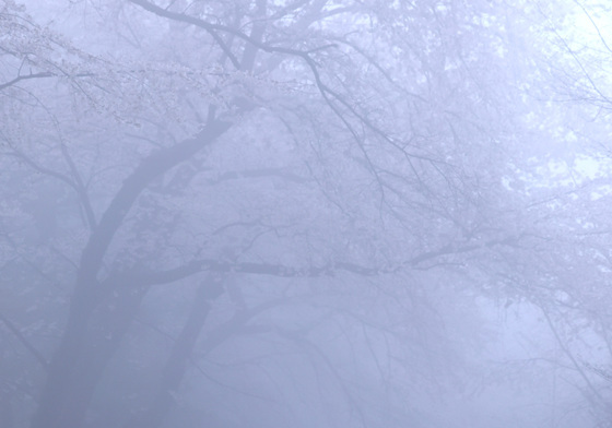안개 낀 남산 벚꽃길