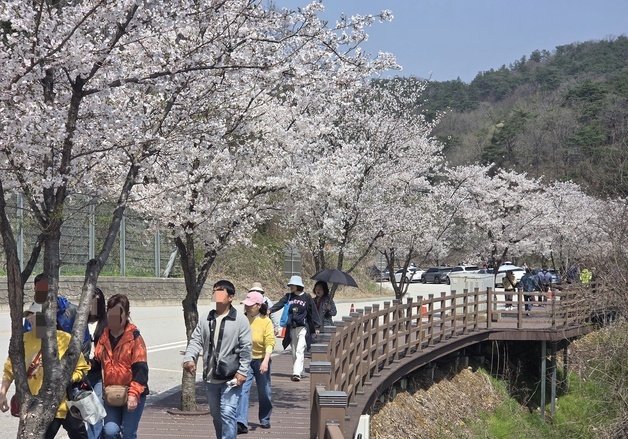 벚꽃터널 거닐며…임실 옥정호 출렁다리 앞 '봄 나들이 절정'
