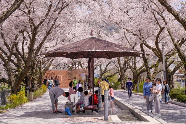 수안보 벚나무 아래 온천수에 발 담그고…충북 곳곳 상춘객 발길