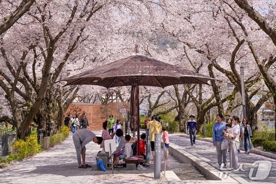 본문 이미지 - 충주 수안보 벚꽃과 족욕장 풍경.(충주시 제공. 재판매 및 DB금지)