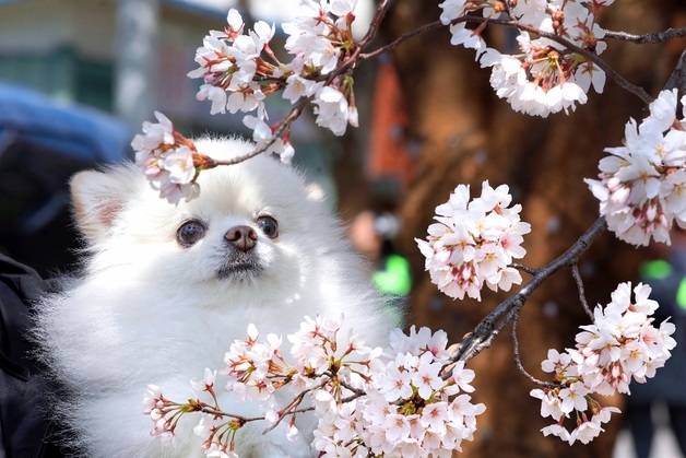 [오늘의 날씨] 강원(13일, 월)…낮 최고 27도, 기온차 커