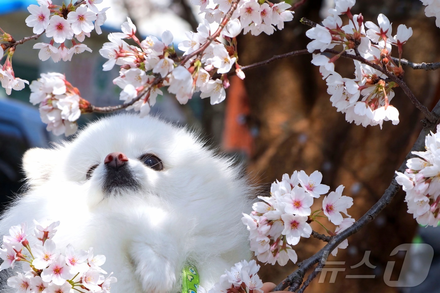 (인제=뉴스1) 이종재 기자 = 11일 강원 인제군 인제읍 상동리 일원에서 열린 제8회 골목문화제'봄봄봄, 인제로 봄!'에서 강아지가 벚꽃과 함께 즐거운 시간을 보내고 있다. (인 …