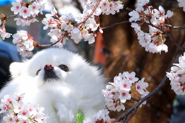 "봄 나들이 즐기세요" 낮 최고 25도…일교차는 '주의'[오늘날씨]