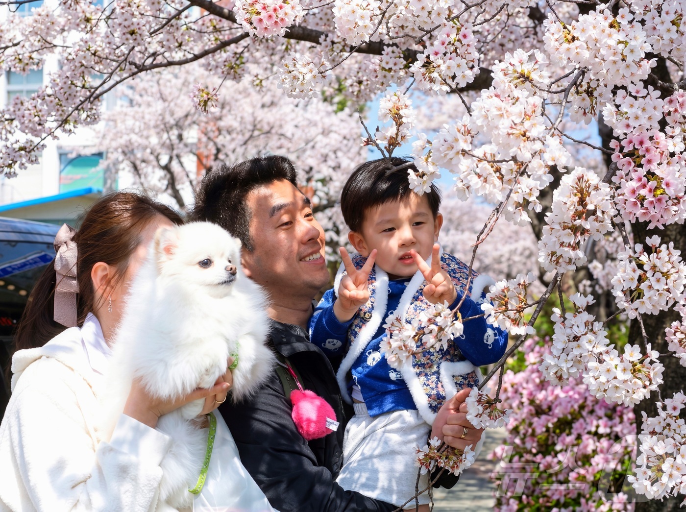 (인제=뉴스1) 이종재 기자 = 11일 강원 인제군 인제읍 상동리 일원에서 열린 제8회 골목문화제'봄봄봄, 인제로 봄!'에서 시민들이 벚꽃과 함께 즐거운 시간을 보내고 있다. (인 …